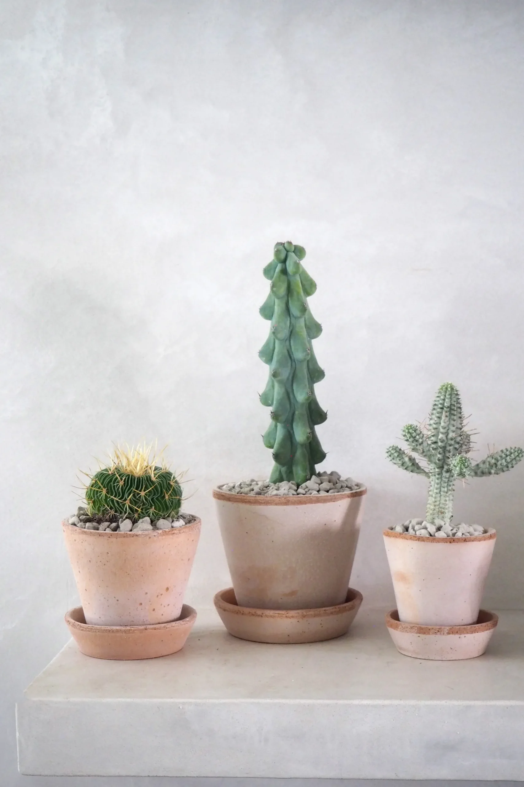 Ørkenplanter Og Knoldplanter^PLANT Euphorbia mammillaris, variegata