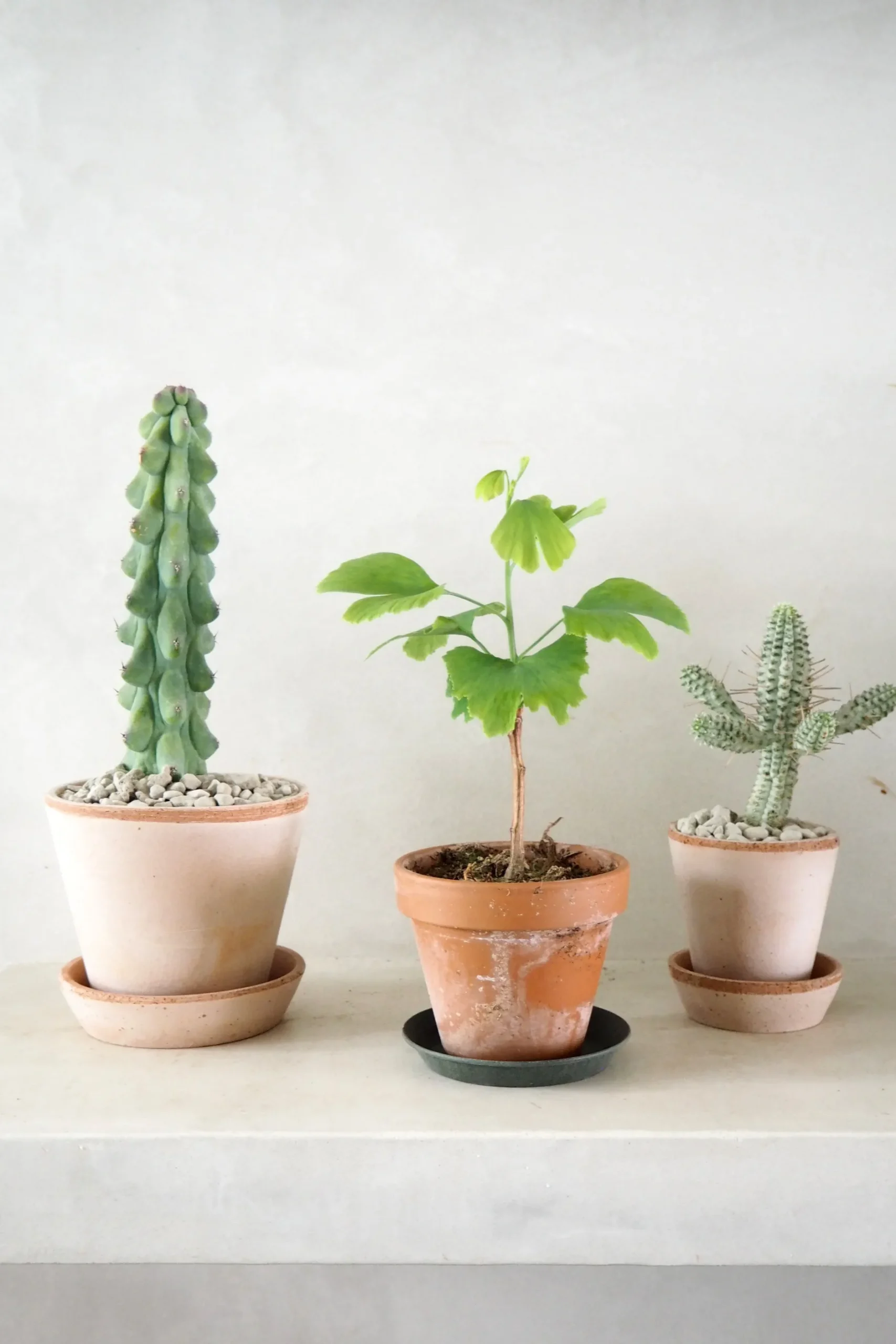 Ørkenplanter Og Knoldplanter^PLANT Euphorbia mammillaris, variegata