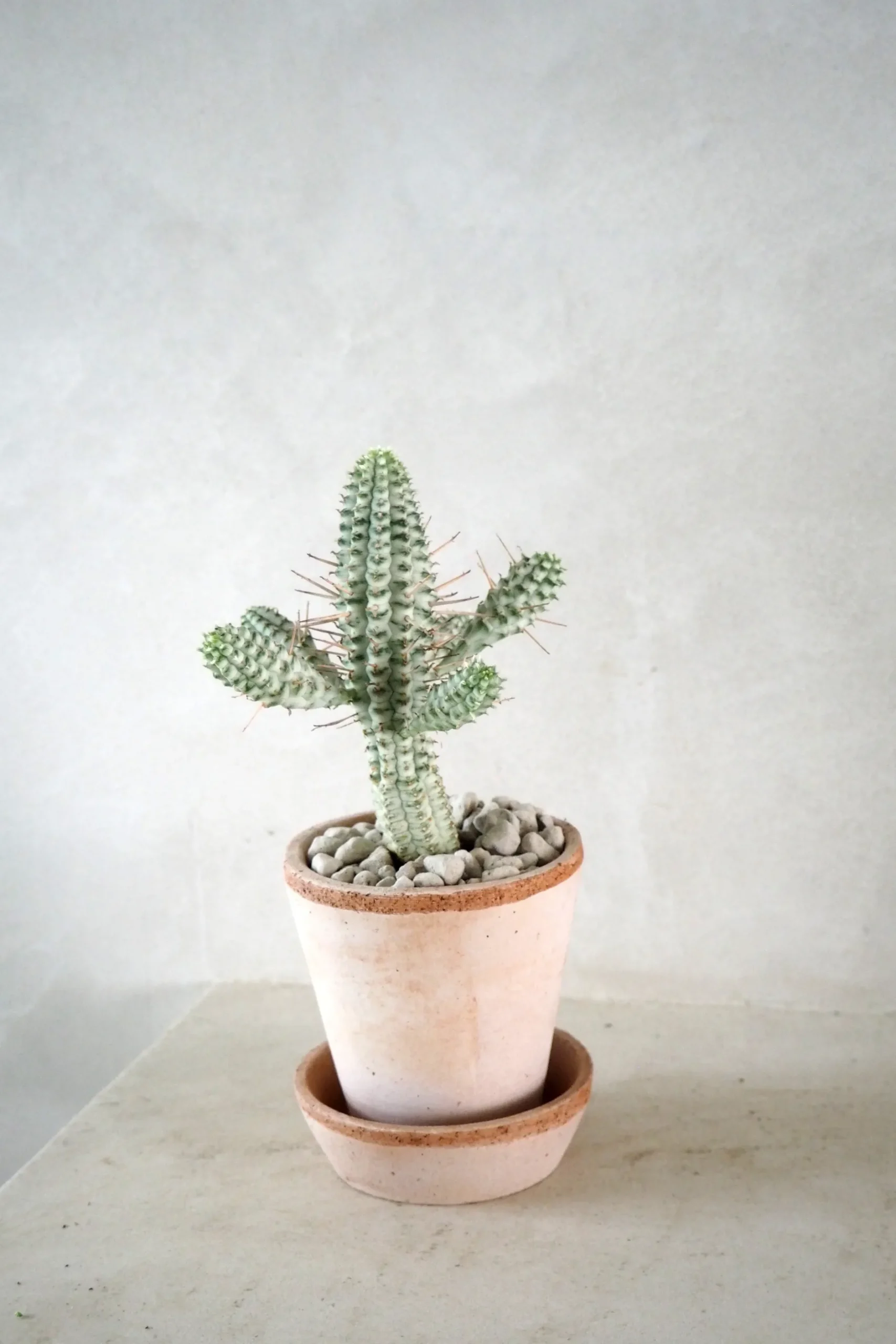 Ørkenplanter Og Knoldplanter^PLANT Euphorbia mammillaris, variegata