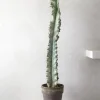 Ørkenplanter Og Knoldplanter^PLANT Euphorbia variegated
