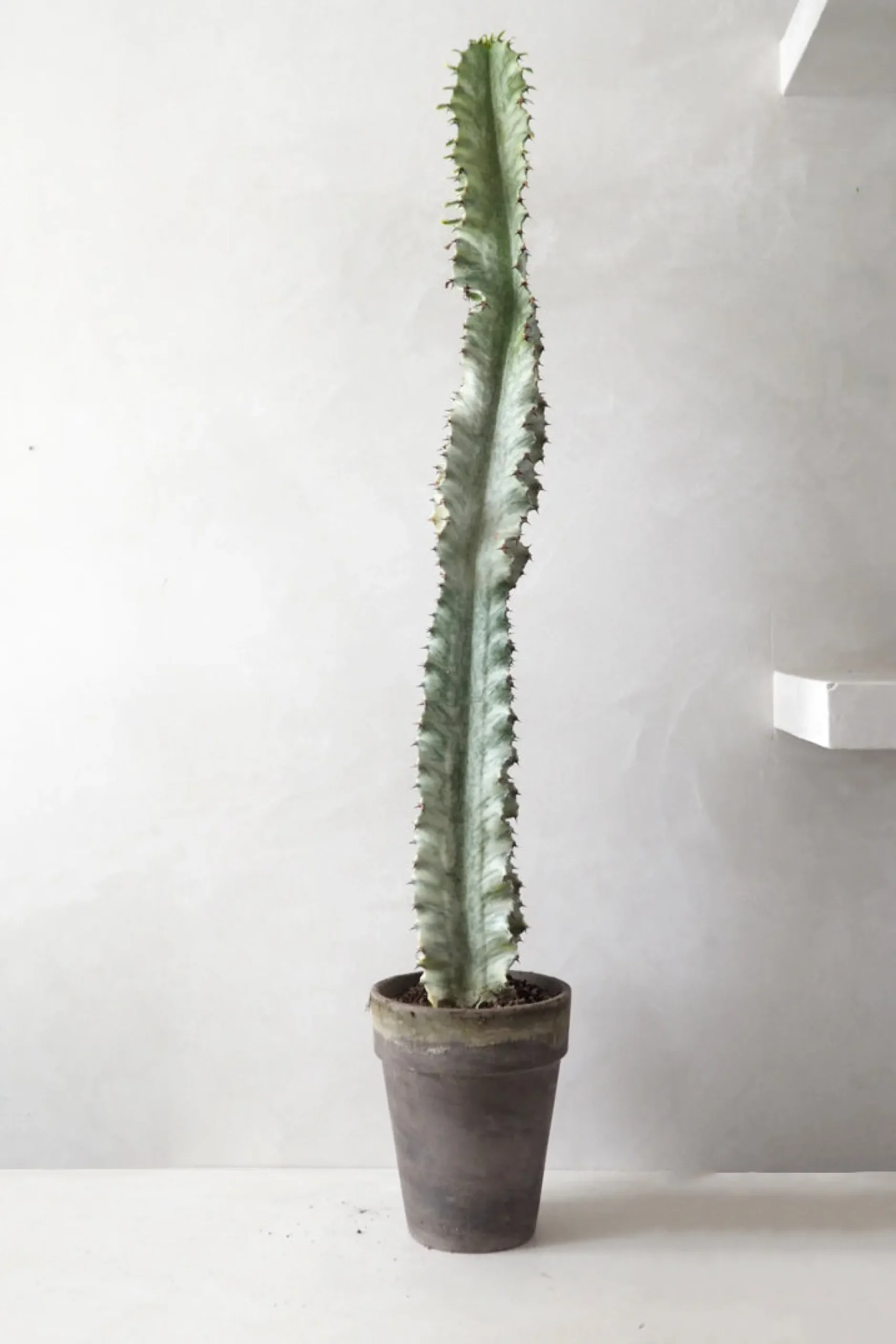 Ørkenplanter Og Knoldplanter^PLANT Euphorbia variegated