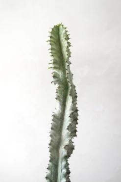 Ørkenplanter Og Knoldplanter^PLANT Euphorbia variegated