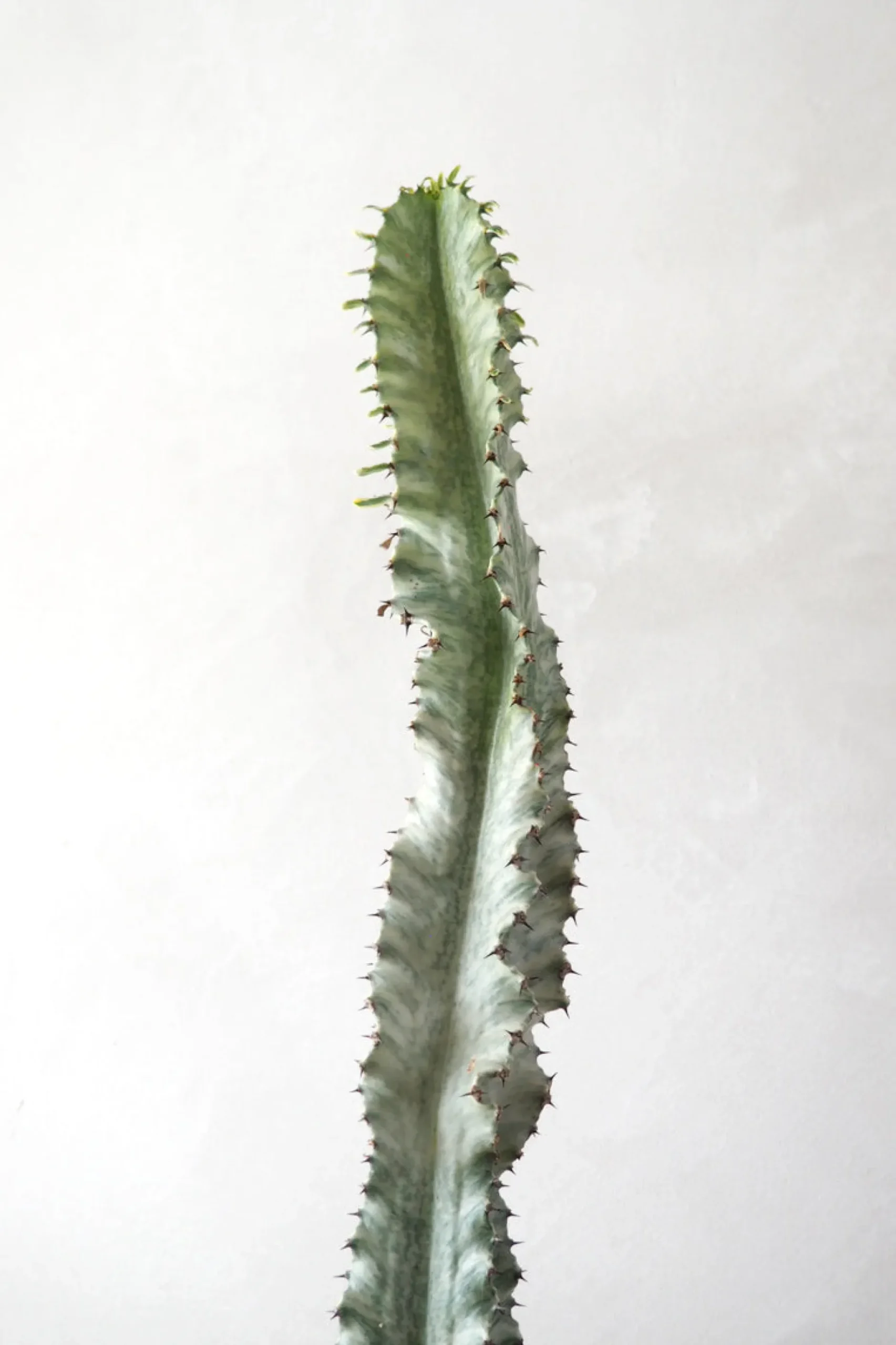 Ørkenplanter Og Knoldplanter^PLANT Euphorbia variegated