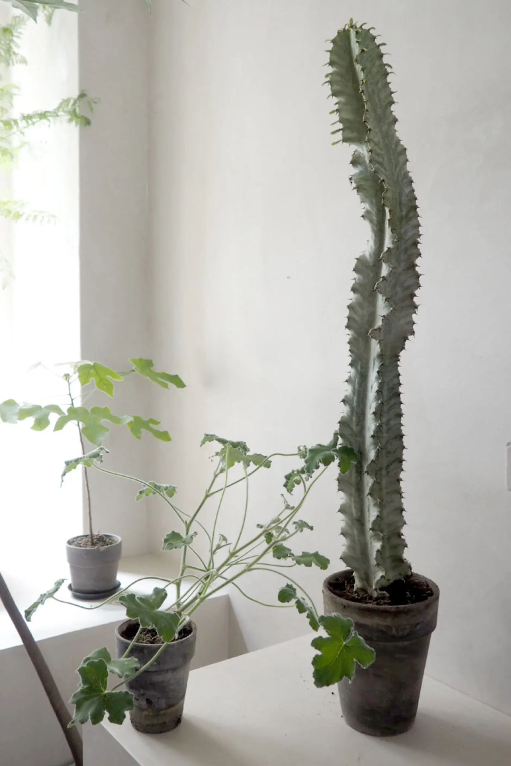 Ørkenplanter Og Knoldplanter^PLANT Euphorbia variegated
