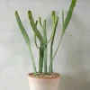 Ørkenplanter Og Knoldplanter|Danskavlede Planter^PLANT Euphorbia Xylophyloides