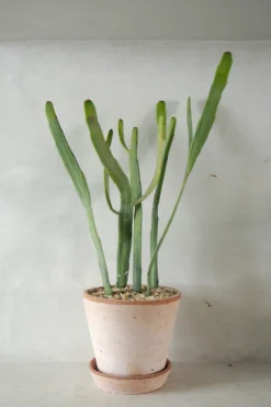 Ørkenplanter Og Knoldplanter|Danskavlede Planter^PLANT Euphorbia Xylophyloides