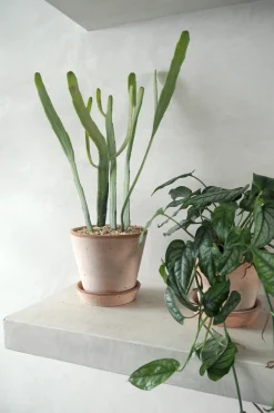 Ørkenplanter Og Knoldplanter|Danskavlede Planter^PLANT Euphorbia Xylophyloides