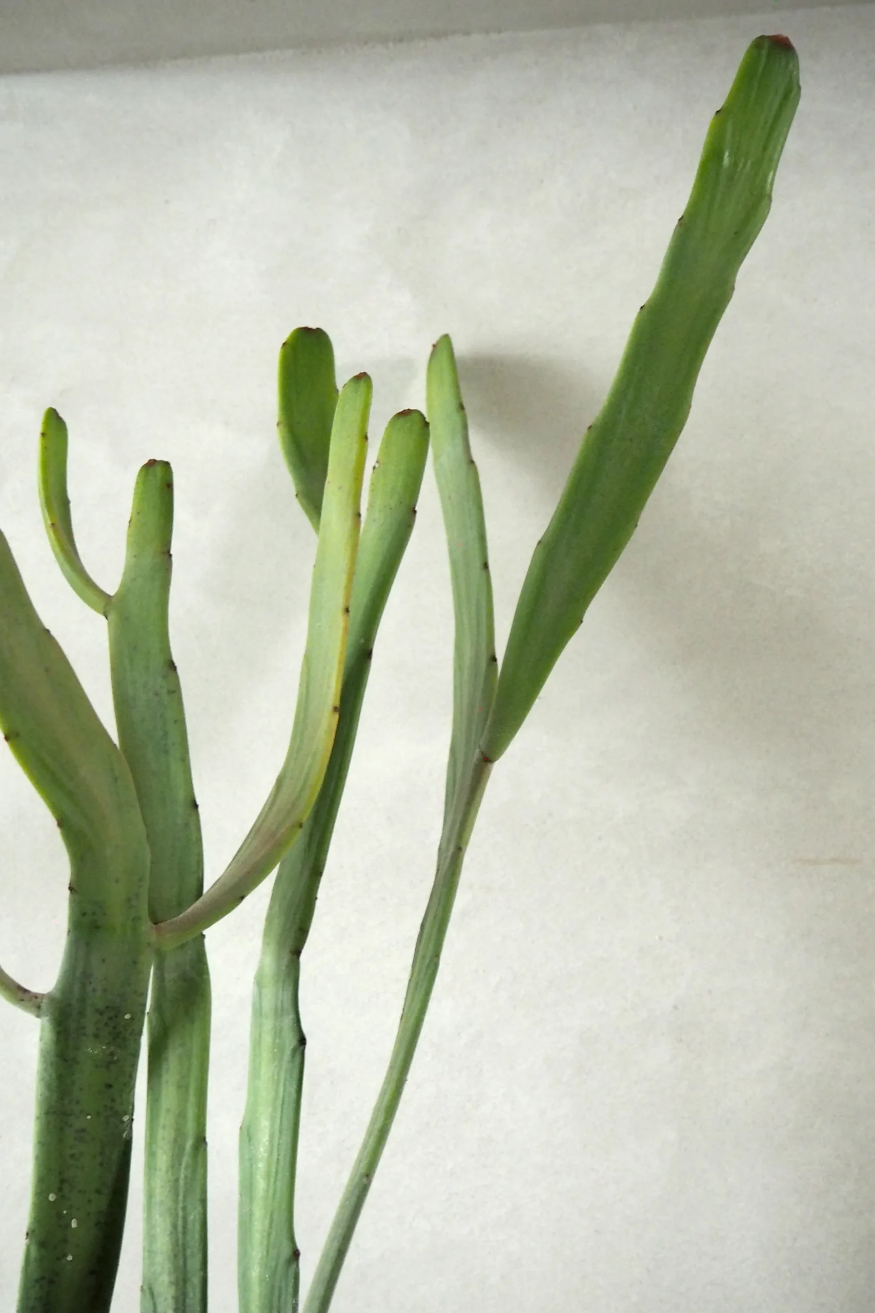 Ørkenplanter Og Knoldplanter|Danskavlede Planter^PLANT Euphorbia Xylophyloides