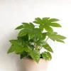 Tropiske Planter^PLANT Fatsia japonica