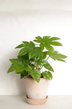 Tropiske Planter^PLANT Fatsia japonica