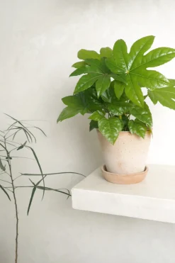 Tropiske Planter^PLANT Fatsia japonica