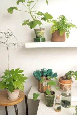 Tropiske Planter^PLANT Fatsia japonica