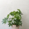 Tropiske Planter^PLANT Fatsia japonica, stor