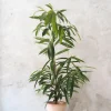 Gulvplanter Og Store Træer|Tropiske Planter^PLANT Ficus amstel king