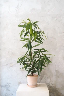 Gulvplanter Og Store Træer|Tropiske Planter^PLANT Ficus amstel king