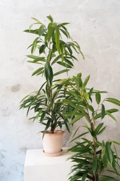 Gulvplanter Og Store Træer|Tropiske Planter^PLANT Ficus amstel king