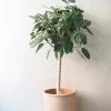 Gulvplanter Og Store Træer|Tropiske Planter^PLANT Ficus Audrey, stor
