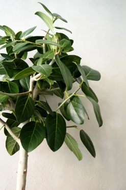 Gulvplanter Og Store Træer|Tropiske Planter^PLANT Ficus Audrey, stor