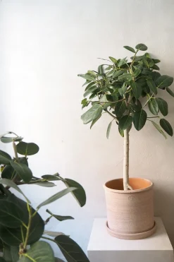 Gulvplanter Og Store Træer|Tropiske Planter^PLANT Ficus Audrey, stor