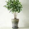 Danskavlede Planter|Tropiske Planter^PLANT Ficus benjamina natasja