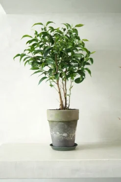 Danskavlede Planter|Tropiske Planter^PLANT Ficus benjamina natasja
