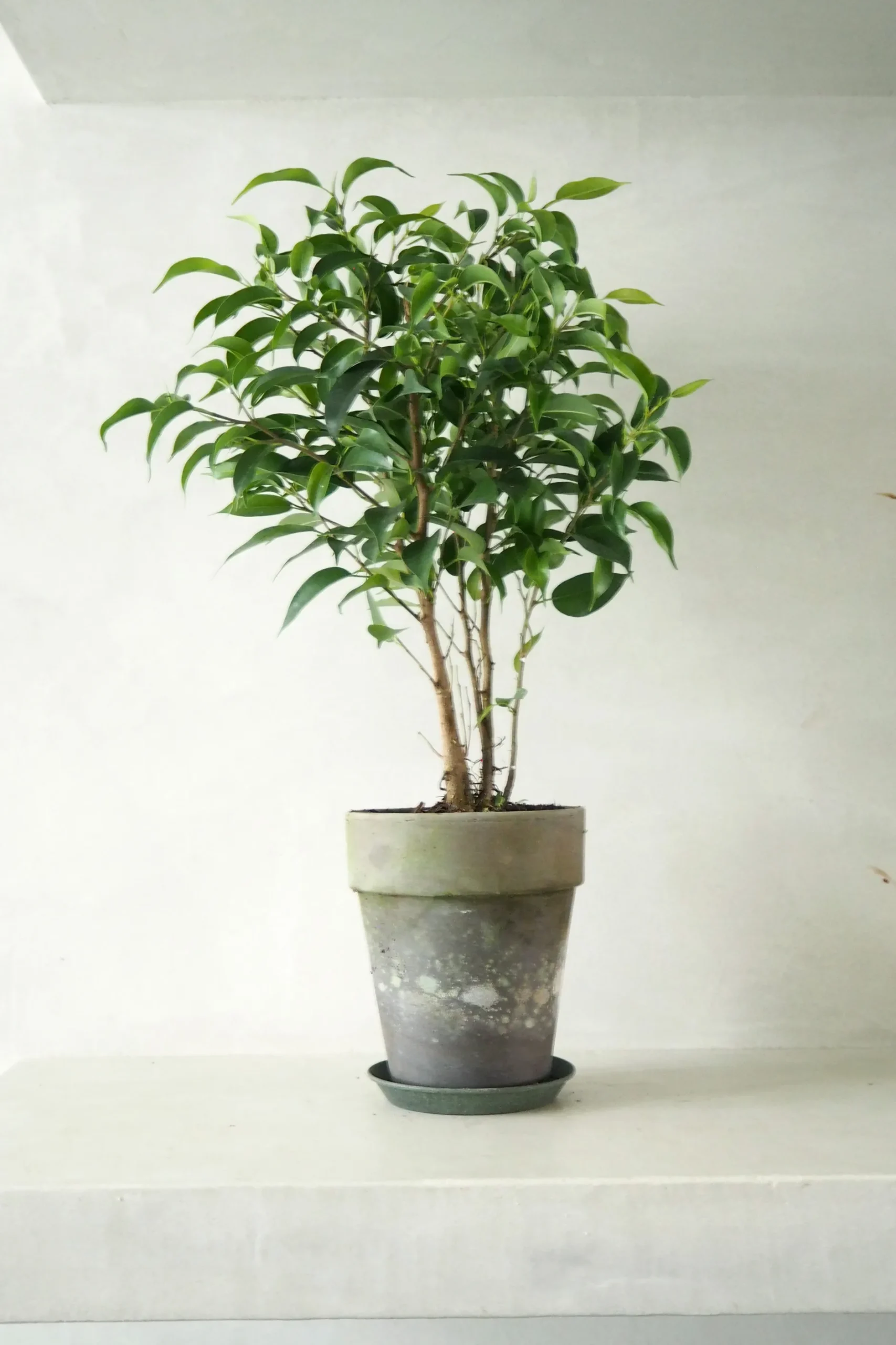 Danskavlede Planter|Tropiske Planter^PLANT Ficus benjamina natasja