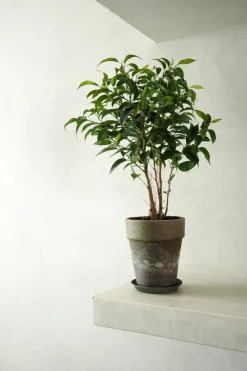 Danskavlede Planter|Tropiske Planter^PLANT Ficus benjamina natasja