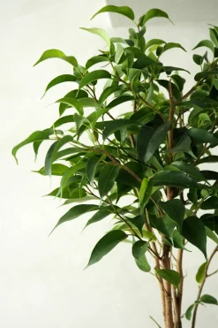 Danskavlede Planter|Tropiske Planter^PLANT Ficus benjamina natasja