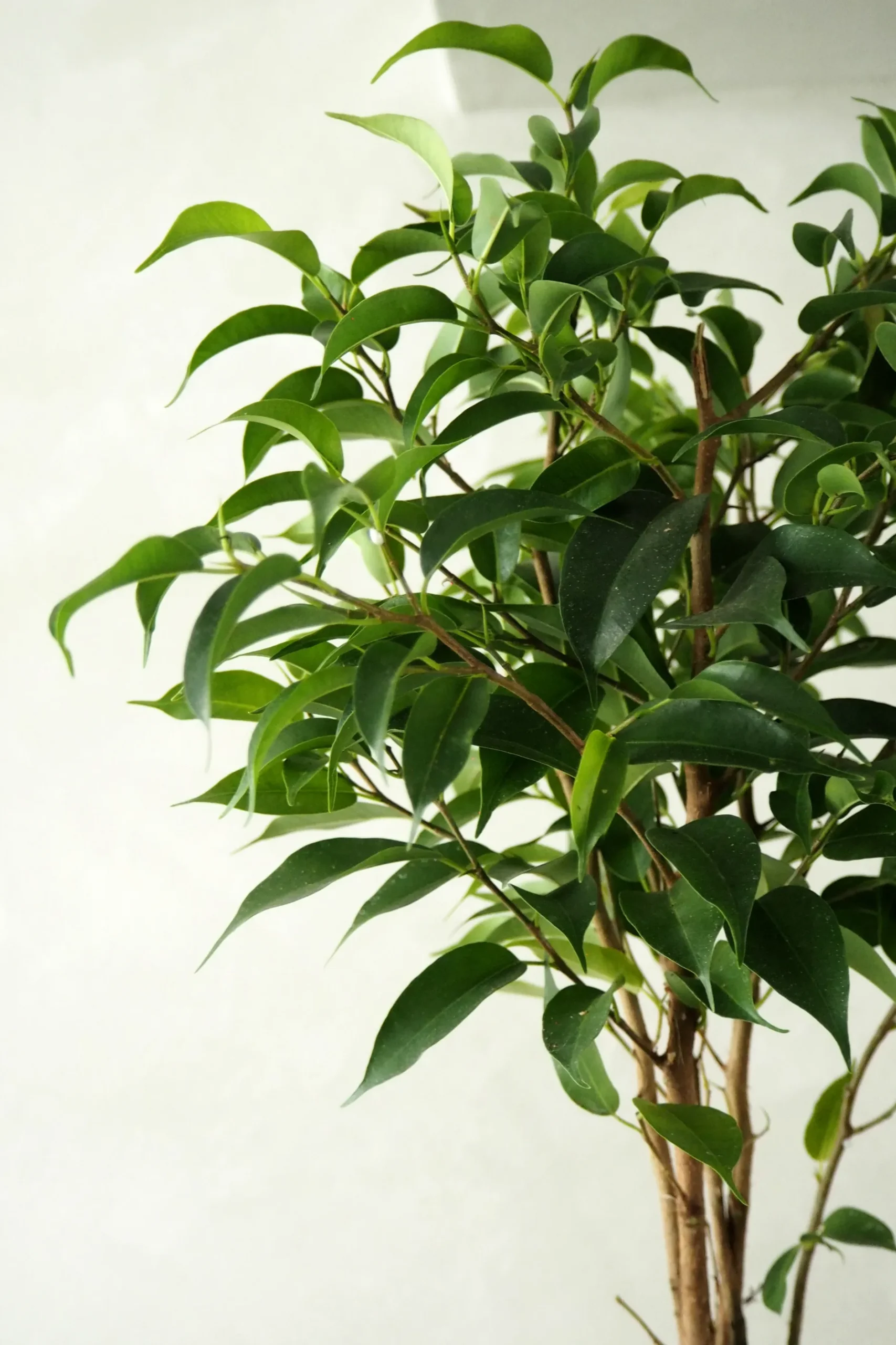 Danskavlede Planter|Tropiske Planter^PLANT Ficus benjamina natasja