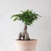 Bonsai^PLANT Ficus Bonsai Ginseng