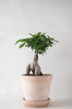 Bonsai^PLANT Ficus Bonsai Ginseng