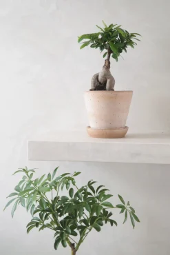 Bonsai^PLANT Ficus Bonsai Ginseng