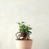 Bonsai^PLANT Ficus Bonsai Ginseng, lille