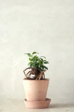 Bonsai^PLANT Ficus Bonsai Ginseng, lille