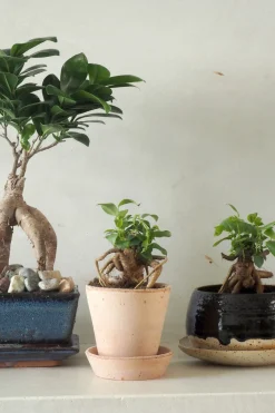 Bonsai^PLANT Ficus Bonsai Ginseng, lille