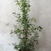 Gulvplanter Og Store Træer|Danskavlede Planter^PLANT Ficus microcarpa moclame