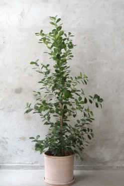 Gulvplanter Og Store Træer|Danskavlede Planter^PLANT Ficus microcarpa moclame