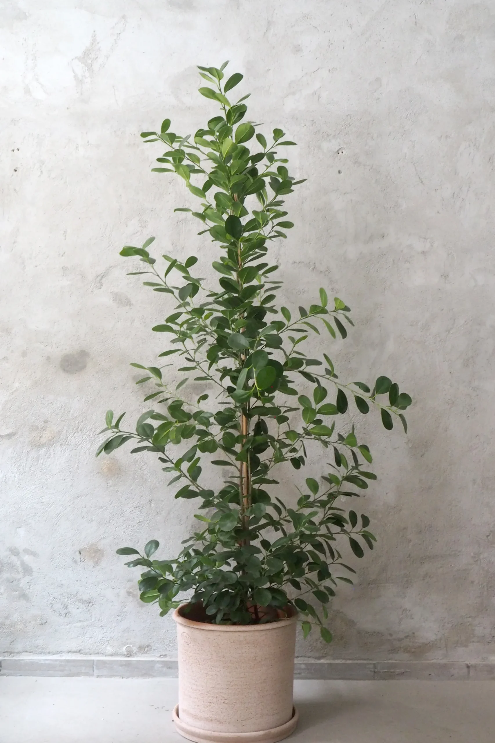 Gulvplanter Og Store Træer|Danskavlede Planter^PLANT Ficus microcarpa moclame
