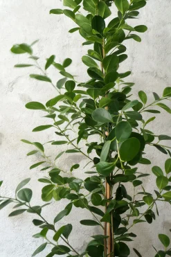 Gulvplanter Og Store Træer|Danskavlede Planter^PLANT Ficus microcarpa moclame