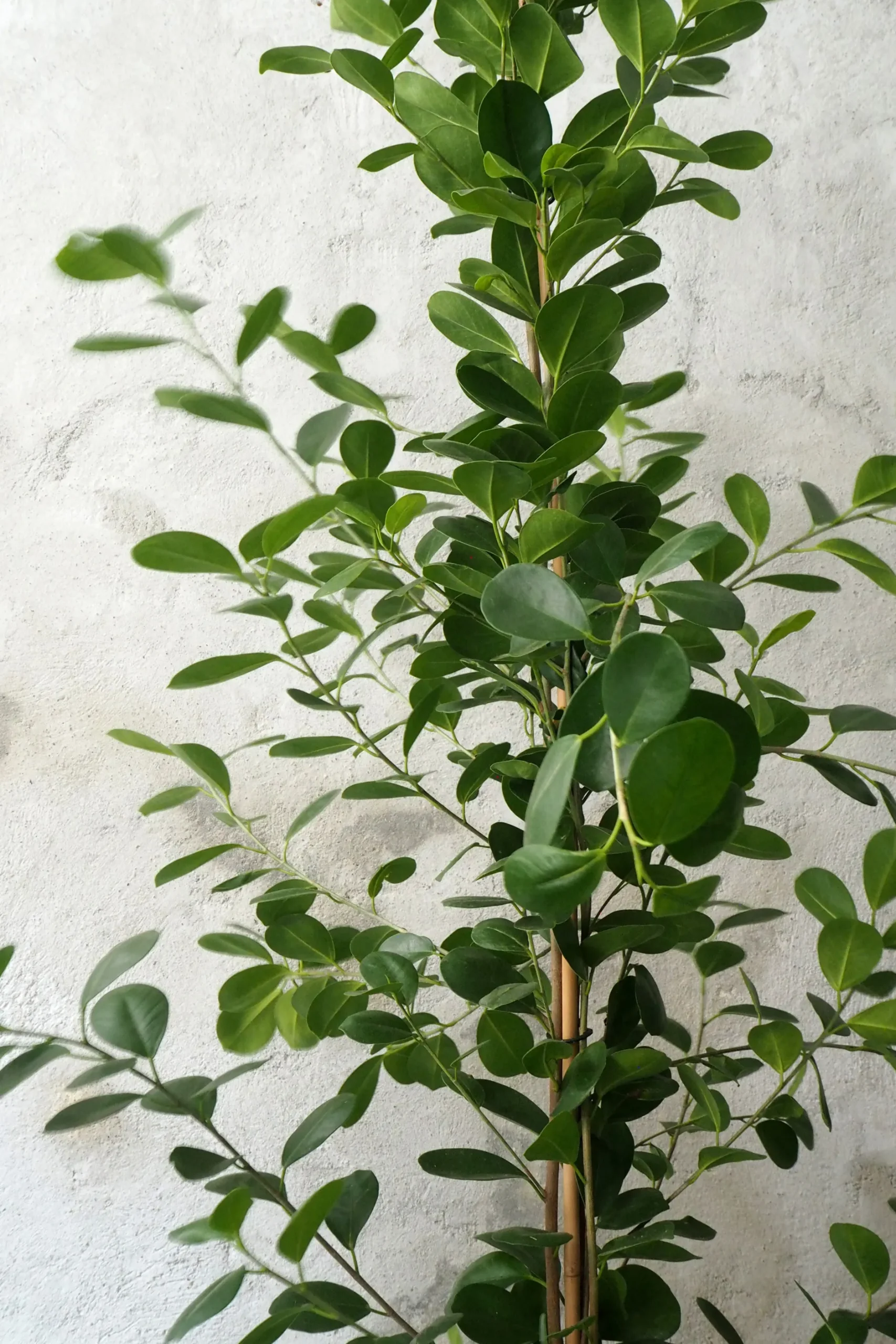 Gulvplanter Og Store Træer|Danskavlede Planter^PLANT Ficus microcarpa moclame