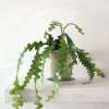Hængeplanter^PLANT Fiskebenskaktus
