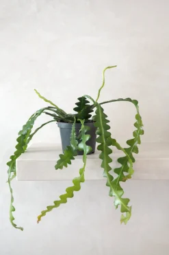 Hængeplanter^PLANT Fiskebenskaktus