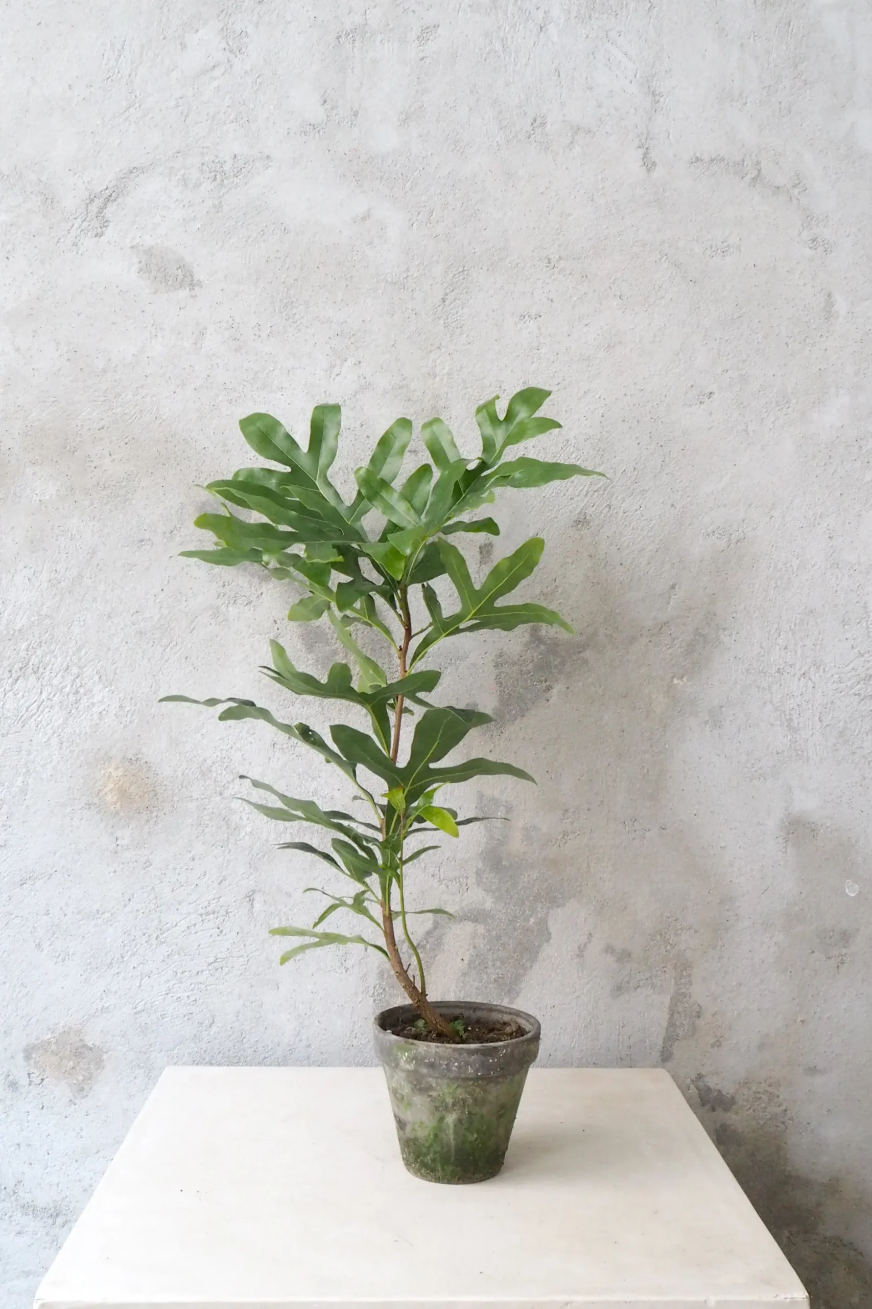 Danskavlede Planter^PLANT Flammetræ