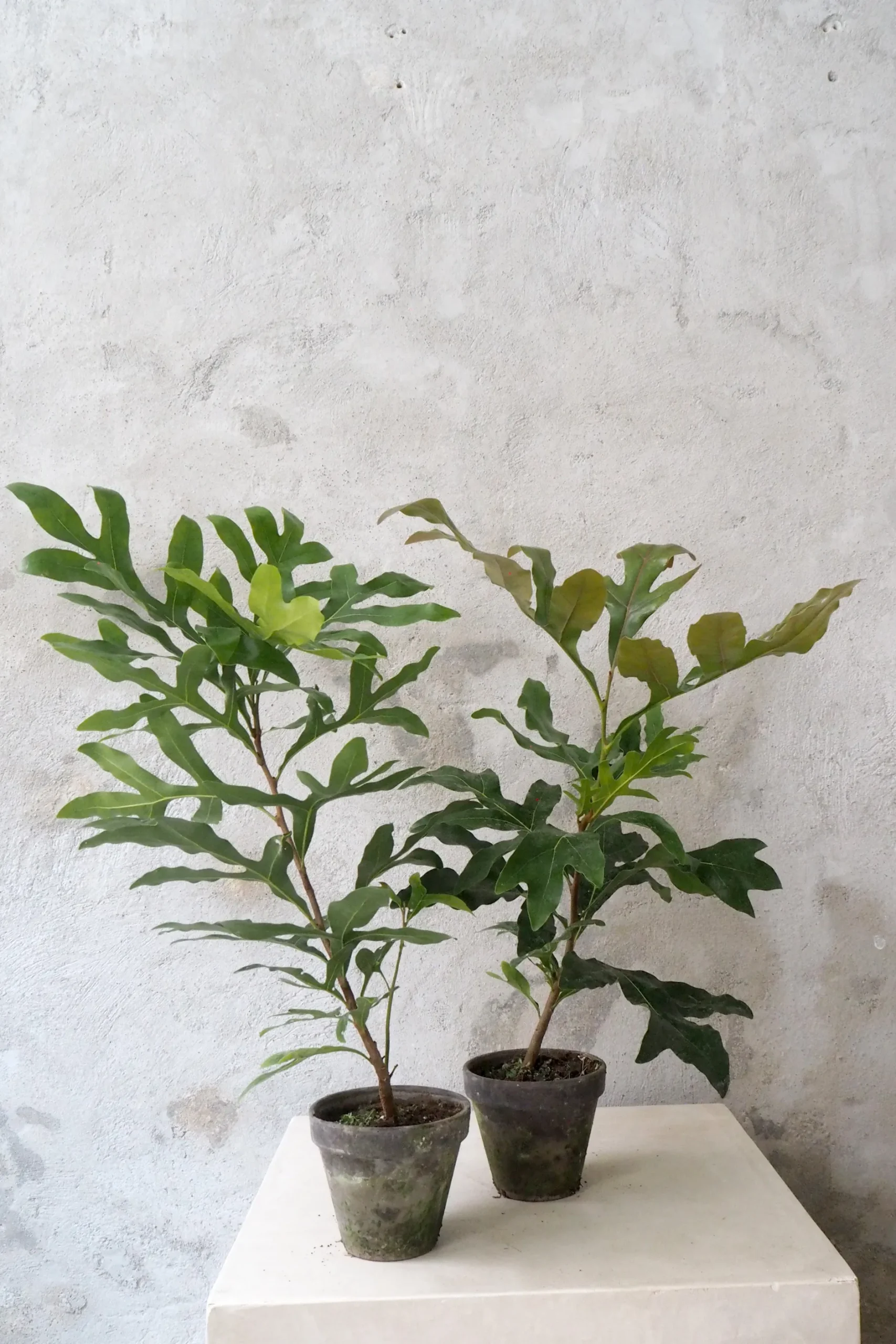 Danskavlede Planter^PLANT Flammetræ