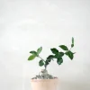 Ørkenplanter Og Knoldplanter^PLANT Fockea Edulis