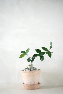 Ørkenplanter Og Knoldplanter^PLANT Fockea Edulis