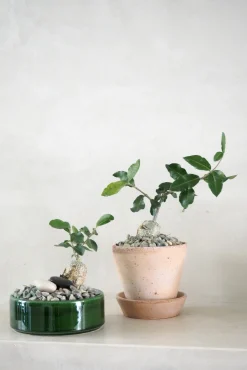 Ørkenplanter Og Knoldplanter^PLANT Fockea Edulis