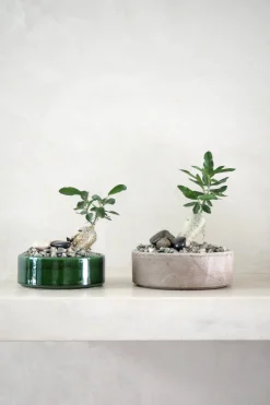 Ørkenplanter Og Knoldplanter^PLANT Fockea Edulis
