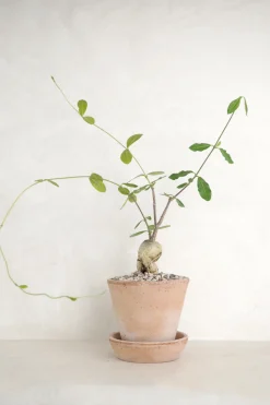 Ørkenplanter Og Knoldplanter^PLANT Fockea Edulis