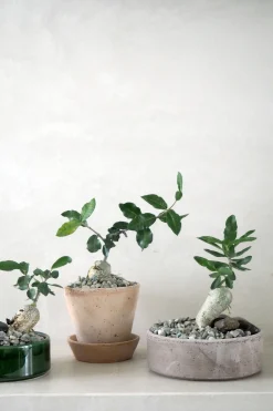 Ørkenplanter Og Knoldplanter^PLANT Fockea Edulis
